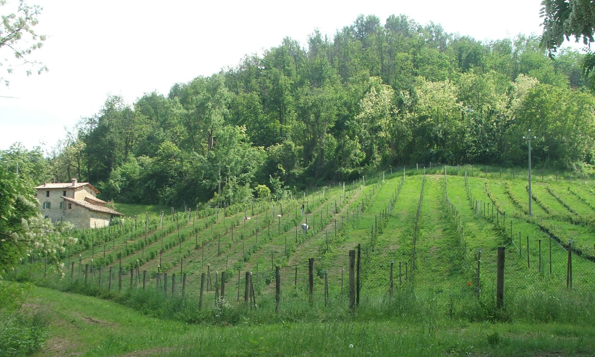 LA BACCHERIA